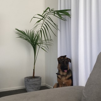 The puppy and the new plant.